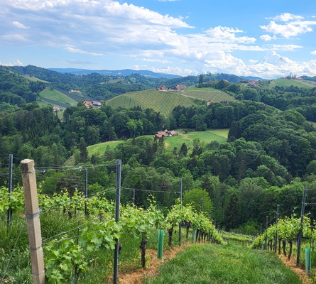 Aussicht bei der Buschenschank-Blitz-Tour